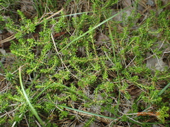 Empetreae