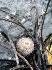 Epithelantha unguispina