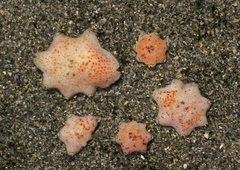 Meridiastra fissura