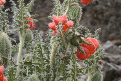 Caiophora chuquitensis