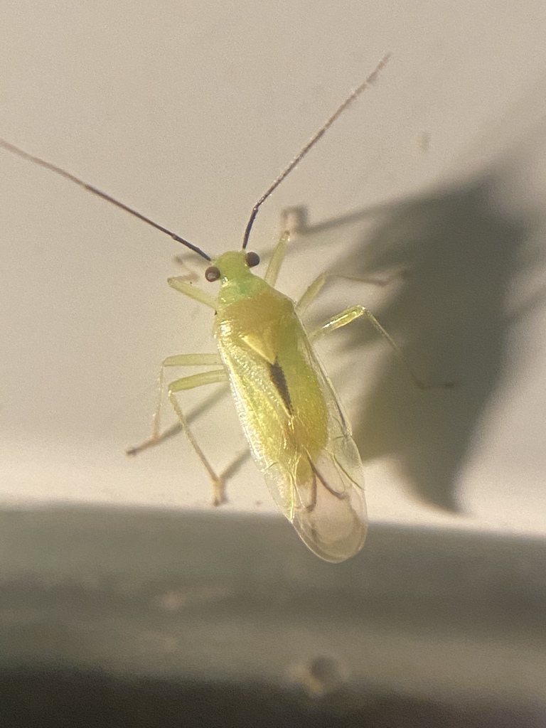Tropidosteptes commissuralis