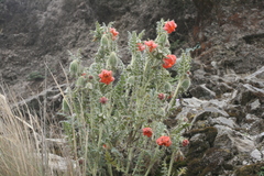 Caiophora chuquitensis