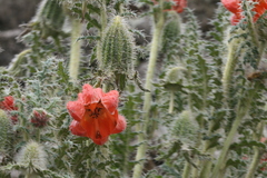 Caiophora chuquitensis