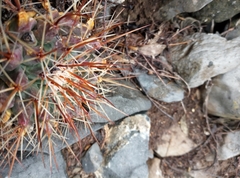Mammillaria melanocentra melanocentra