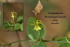 Pentatropis nivalis