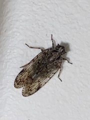 Melanoliarus placitus