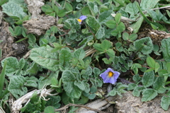 Solanum acaule