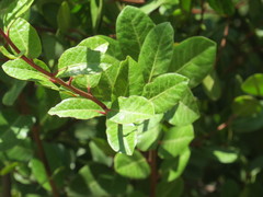Rhus kearneyi kearneyi