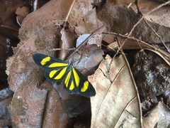 Cyllopoda claudicula