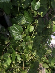 Ampelopsis glandulosa