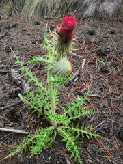 Cirsium ehrenbergii