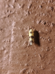 Empoa