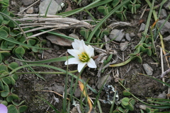 Nothoscordum andicola