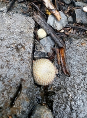Epithelantha