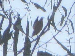 Pardalotus punctatus