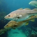 Atlantic Cod - Photo (c) Joachim S. Müller, some rights reserved (CC BY-NC-SA)