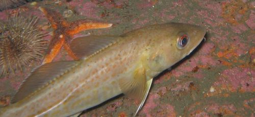 Atlantic Cod