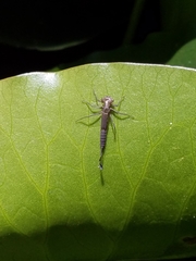 Argia vivida