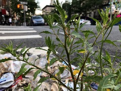 Dysphania ambrosioides