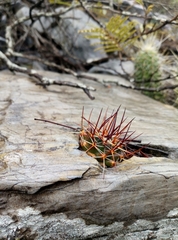 Mammillaria melanocentra melanocentra