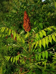 Sharika Elahi, CC0, iNaturalist via GBIF Rhus × pulvinata, photograph Sharika Elahi, CC0, iNaturalist via GBIF