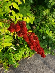 Sharika Elahi, CC0, iNaturalist via GBIF Rhus × pulvinata, photograph Sharika Elahi, CC0, iNaturalist via GBIF