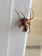 Steatoda nobilis