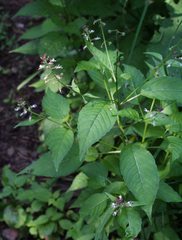 Circaea canadensis quadrisulcata