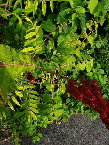 Rhus × pulvinata, photograph 6