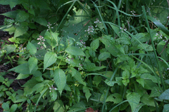 Circaea canadensis quadrisulcata