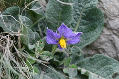 Solanum boliviense