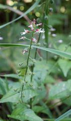 Circaea canadensis quadrisulcata