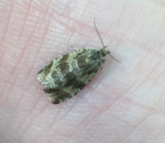 Olethreutes nordeggana