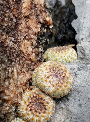 Epithelantha