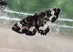 Rheumaptera hastata