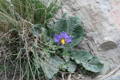 Solanum boliviense