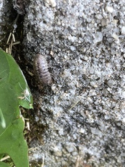 Armadillidium vulgare