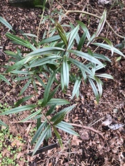 Veronica bishopiana