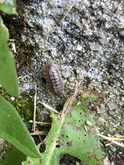 Armadillidium vulgare