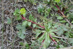 Oenothera multicaulis
