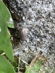Armadillidium vulgare