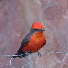 Pyrocephalus rubinus