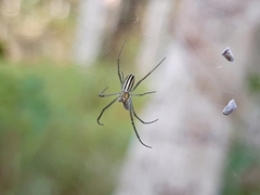 Nephila pilipes