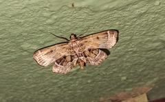 Cymoriza