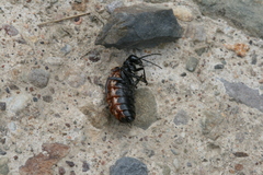 Pseudomeloe espostoi