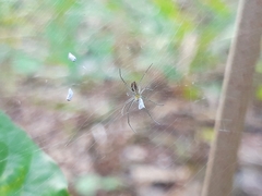Nephila pilipes