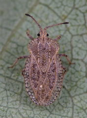 Tingis reticulata