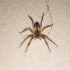 Sanogasta