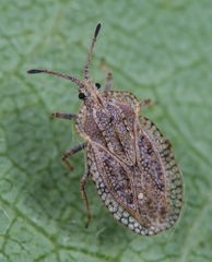 Tingis reticulata