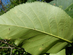 Caryomyia viscidolium